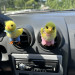 Cute chick air vent clip