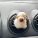 Scottish highland cow air vent clip