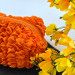 Medium Grapefruit Orange Cosmetic Bag
